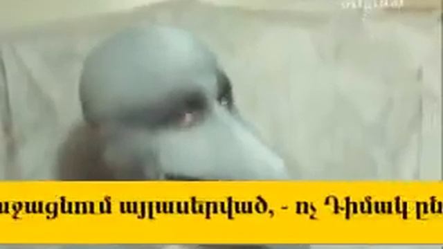 Человек-дельфин