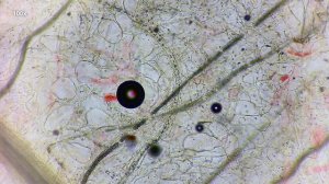 Откуда берутся ЧЕРВИ в инжире? Инжир и оса - бластофага