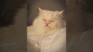 Aflapoid - 16+ (slowed)