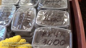 АТ379 Коконы на ГЛАЗ мнение ИП Ткаченко Андрей Сергеевич