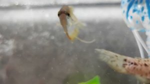 Рыбки 2 часть!