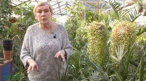 Комнатная пальма: виды, правила ухода.