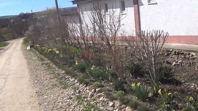 Будни станичников. Почти лаванда. Анапа. Море смотреть онлайн