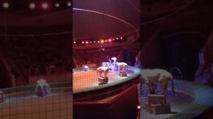 Белые Бенгальские тигры.Шоу в цирке Костромы!