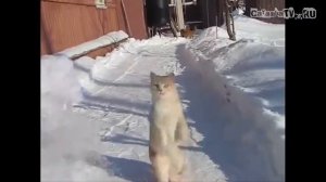 Писка