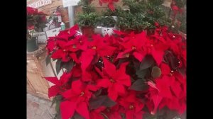 NATIONAL POINSETTIA DAY December 12th