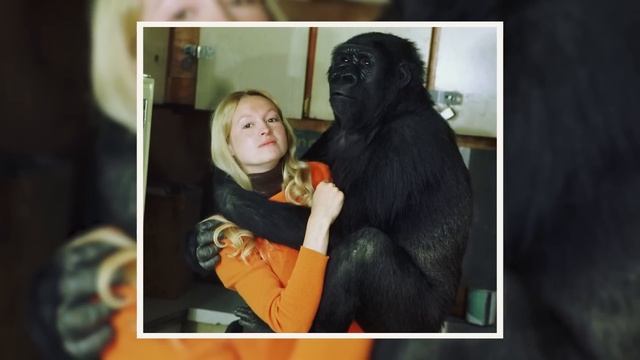 This Woman Snapped a Selfie With the Gorilla. After She Saw the Photo, She Was Shocked