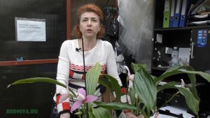 Орхидея Ликаста Lycaste.