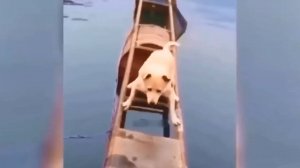 Коты против собак, 2. Я еще и не так могу!