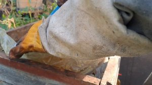 пополнение кормов в зиму и лечение от клеща новыми полосками