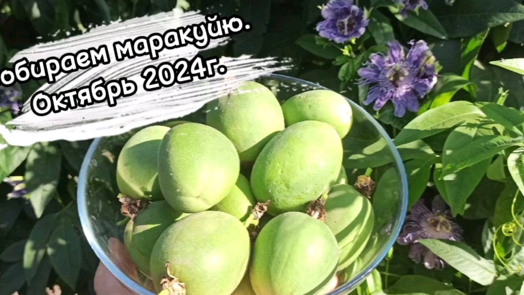Выращивание маракуйи для себя и для бизнеса. Промежуточные результаты. Октябрь 2024.