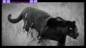 Изумрудная звезда умер!😭😭😭