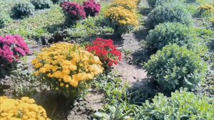 хризантемы мультифлора