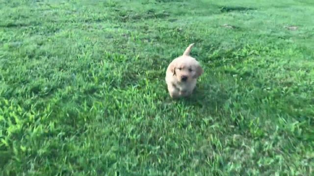 Duke Golden Retriever Puppy for sale смотреть онлайн
