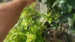 Виноград из черенков, которые укоренились в простой воде. Сорта предположительно Лора и Аркадия.