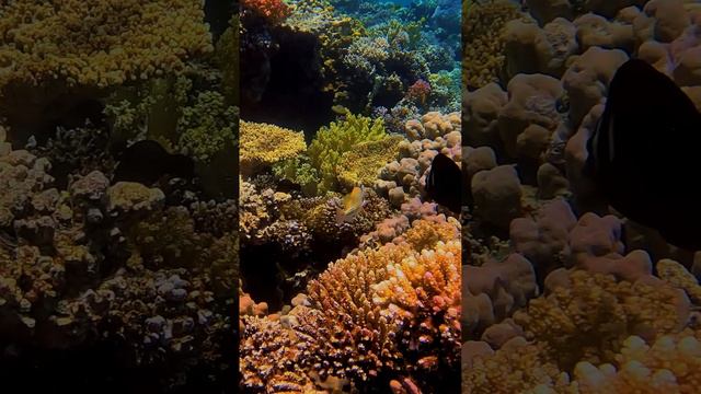 ПОДВОДНЫЙ МИР ЕГИПТА / UNDERWATER WORLD OF EGYPT  #shorts #tiktok #egypt #diving #египет #кораллы