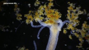 Бессмертная гидра - пресноводный монстр