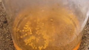 Аффинаж герконов