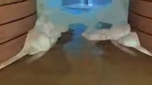 Союз зверей