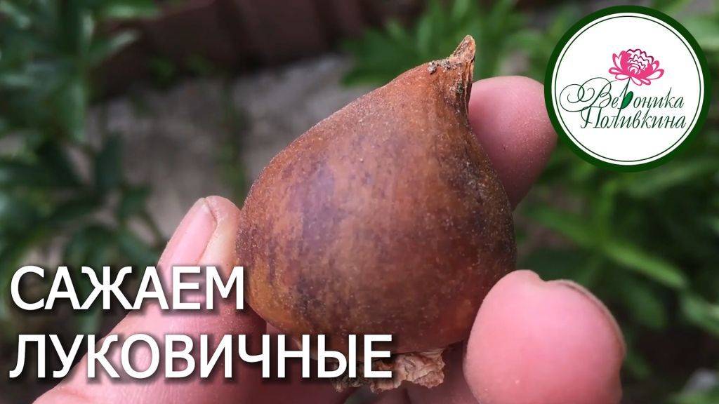 САЖАЕМ ЛУКОВИЧНЫЕ ЦВЕТЫ