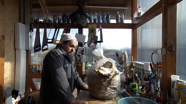 62 Первый мой положительный опыт по выращиванию гриба вешенки из собственного мицелия смотреть онлайн