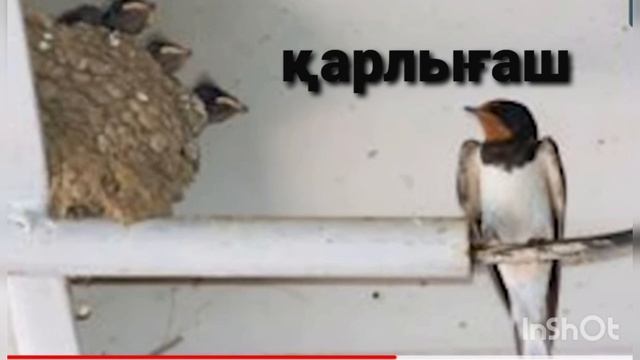 ҚАРЛЫҒАШТАР | ДУЛАТ ИСАБЕКОВ | смотреть онлайн