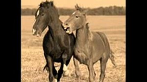 Михаил Гулко   Поручик Галицин