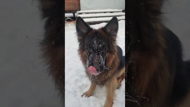 Моя бубочка
