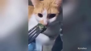 Кошачьи приколы, 9. Даже и не предлагайте :)