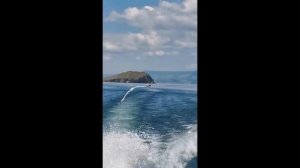 чайки