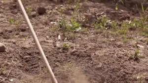 Плоскорез фокина, как работать