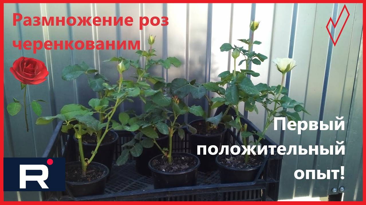 Размножение роз черенкованием 2023-2024 год