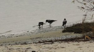 Осень в Кумженской роще. 2022 г