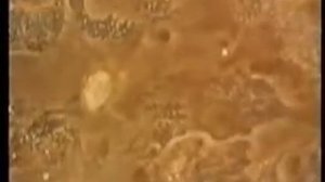 5  Опыт И И  Мечникова