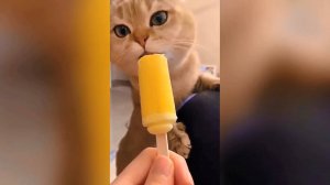 Новые приколы с котами, 1. Кто прыгает выше всех?