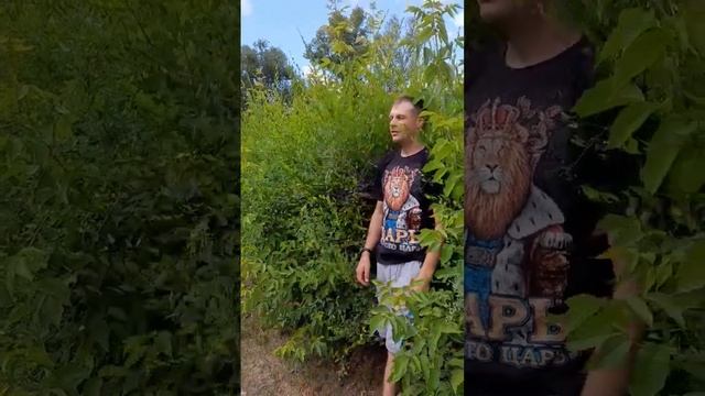 Как Гомер Симпсон ушёл в кусты!)))