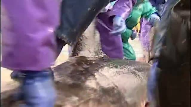 Requiem pour les requins - Requiem for sharks смотреть онлайн