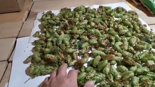 Хмель - Где собрать? Как сушить?