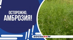 ОСТОРОЖНО, АМБРОЗИЯ!