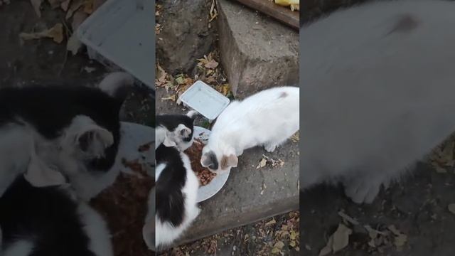 Больше черного мальчик и две девочки 🐈🐈🐈