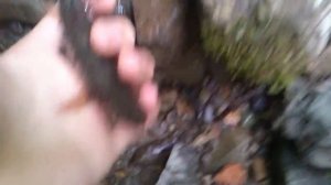 ручьевая форель в осетии