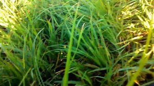 Супер рыбалка. Ловля щуки сачком, сделанным на скорую руку. такого вы ещё не видели