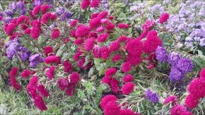 цветы ПРЕКРАСНЫЕ ОСЕННИЕ городские зарисовки