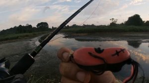 Akashi Brand Hunyan VS  Malaysia Snakehead fish