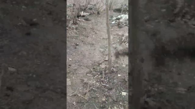 Боец позывной "Сибирь" окопная жизнь на фронте . Якудза на связи