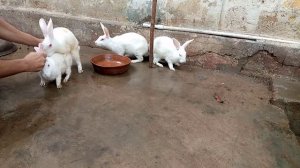 rabbit mating