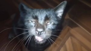 НЕОБЫЧНАЯ ПОДБОРКА МЕМОВ V240