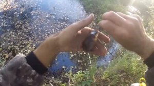 Ловля ротана осенью,видео rybachil.ru