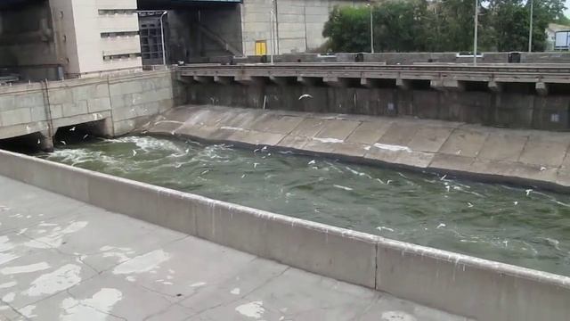 2011.09.08 - MVI_7514 - Шлюз. Проходная для рыб.MOV