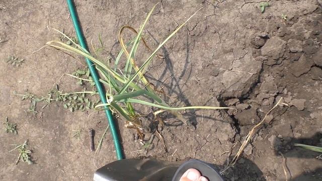 Кабачки в разгаре! Делаю заготовки: закуску из кабачков и малосольные кабачки!